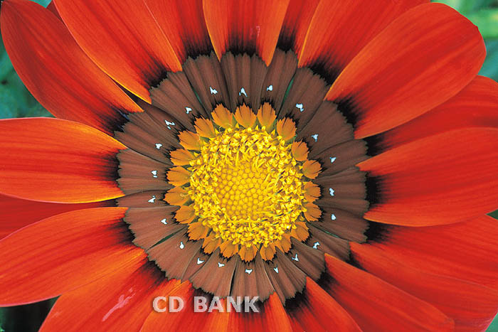 ks15651 gerbera daisy