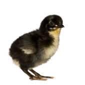 African chick Photo (LOW01747)
