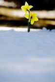 Daffodils Growing Through The Snow Photo (1776465)