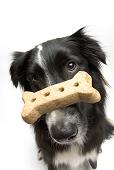 Portrait of Dog With Treat Balanced on Nose Photo (600-02121169)